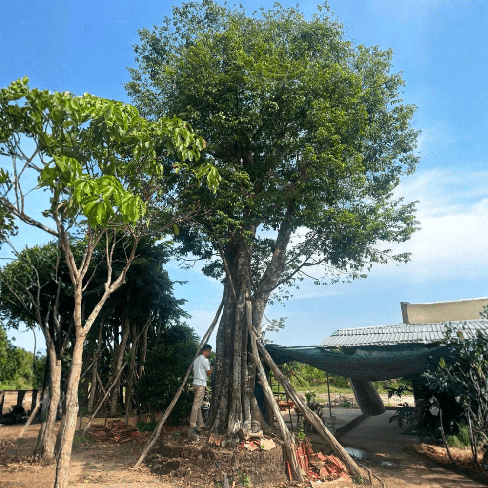 CÂY THỊ
