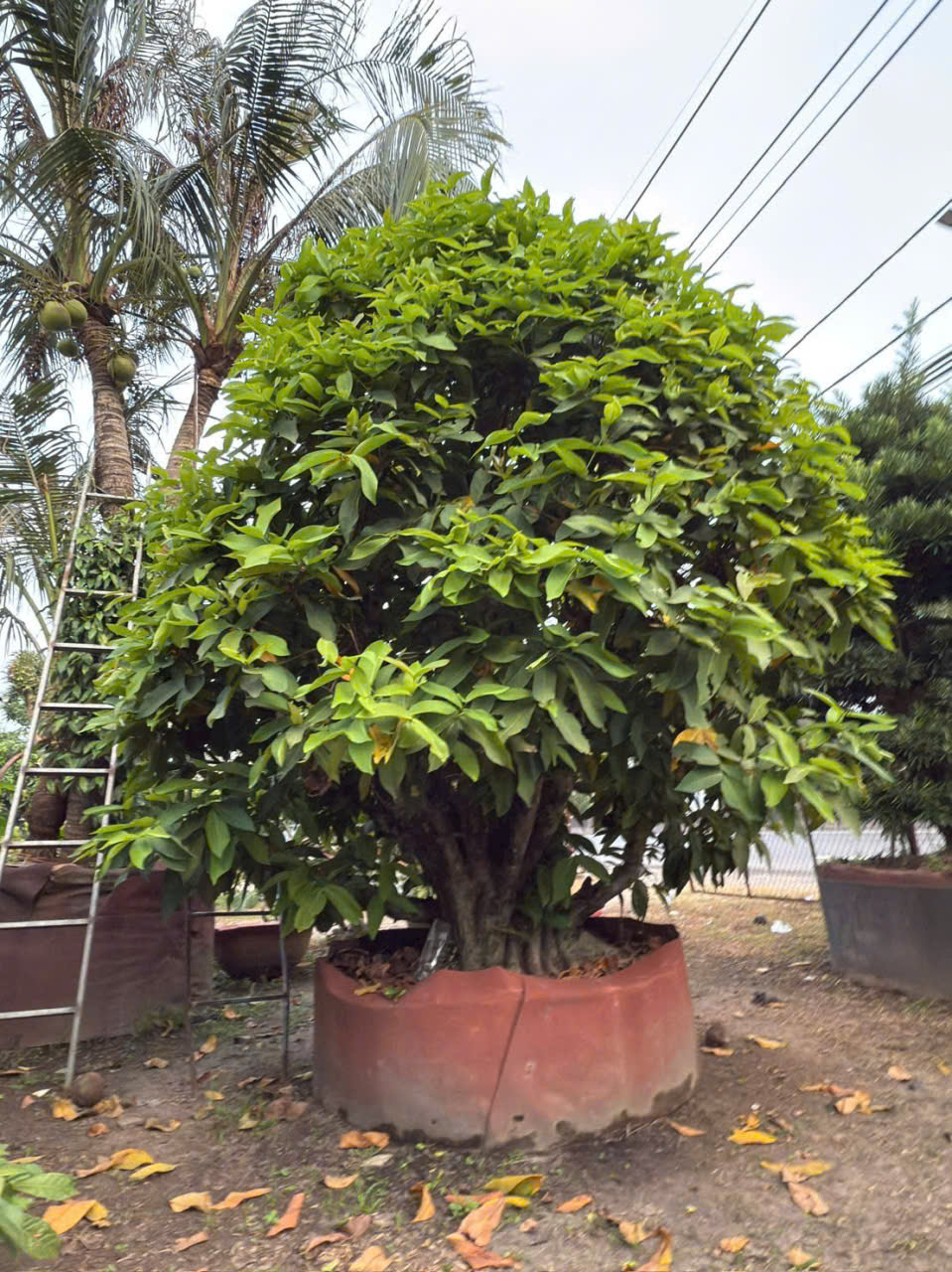 CÂY MẬN AN PHƯỚC