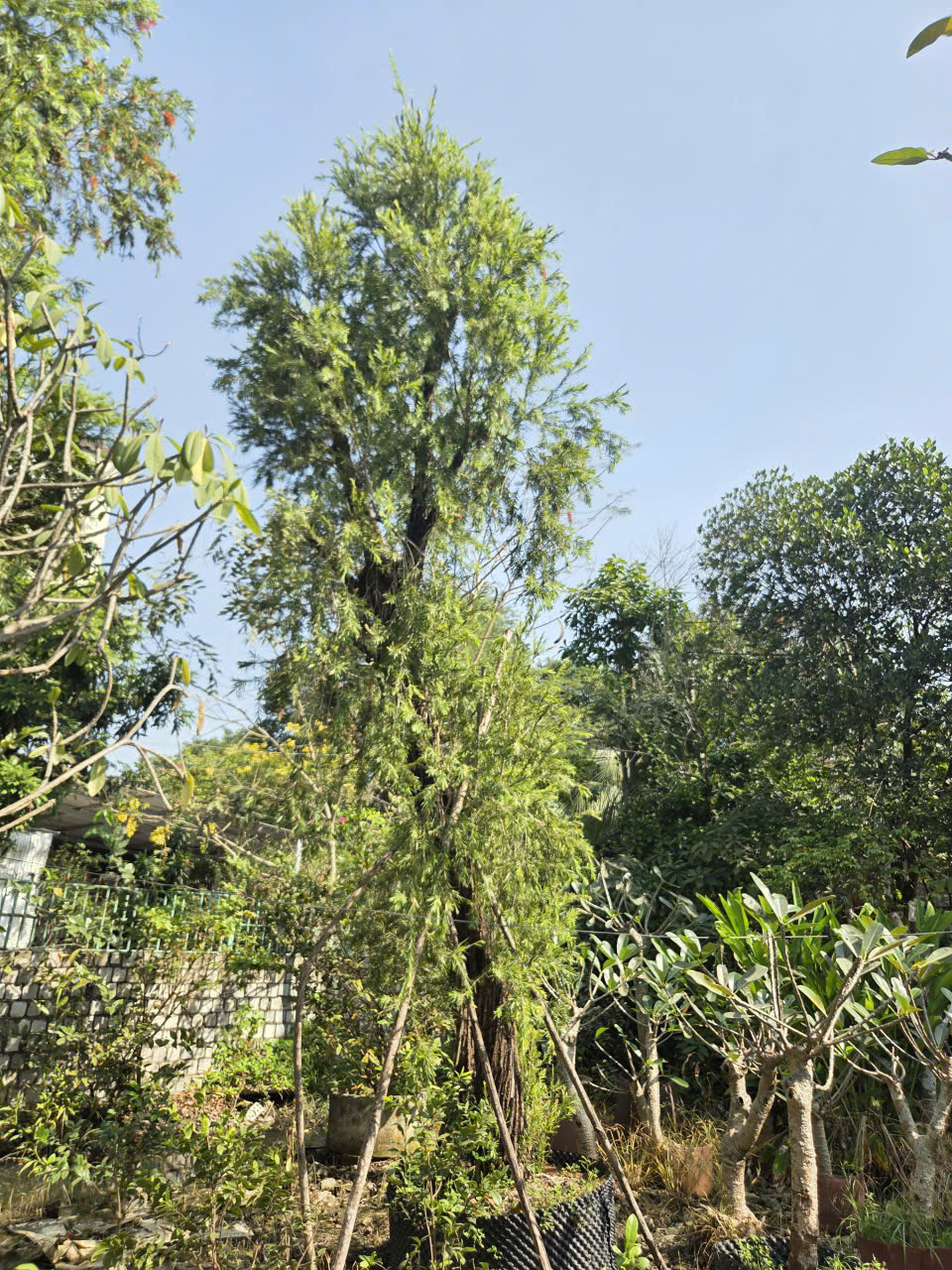 CÂY LIỄU ĐỎ