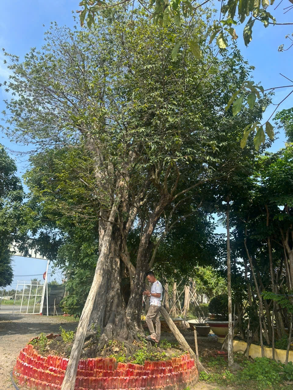 CÂY THỊ