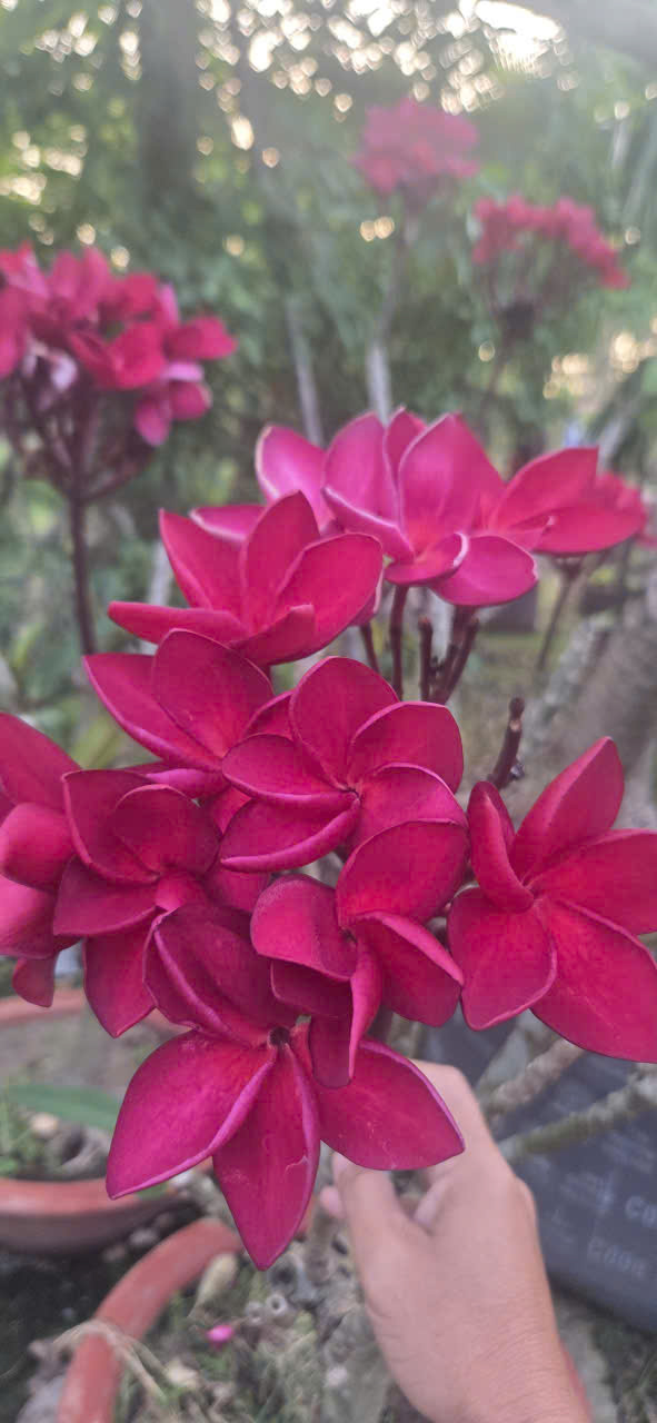 CÂY SỨ ĐẠI