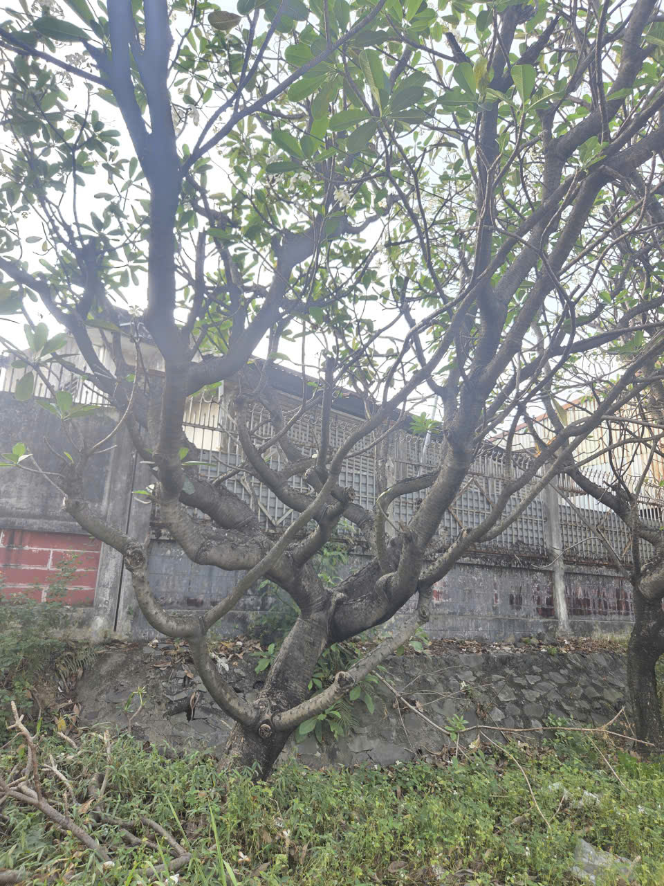 CÂY SỨ ĐẠI