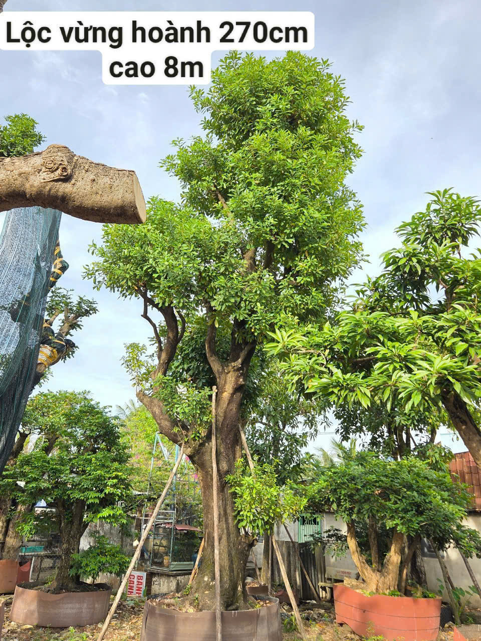 CÂY LỘC VỪNG