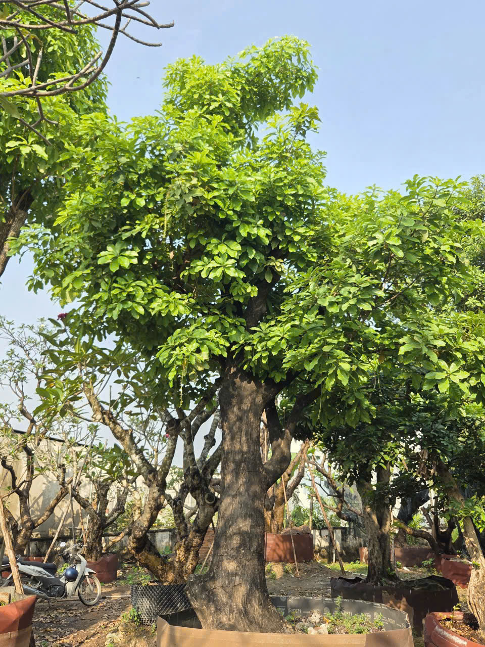 CÂY LỘC VỪNG