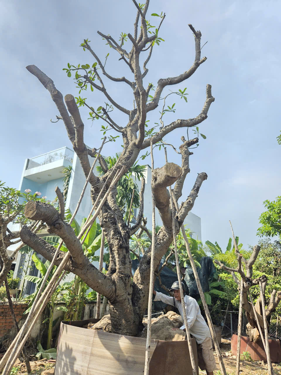 CÂY SỨ ĐẠI
