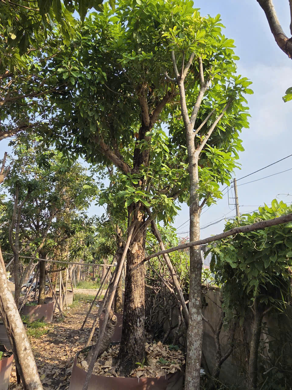 CÂY LỘC VỪNG