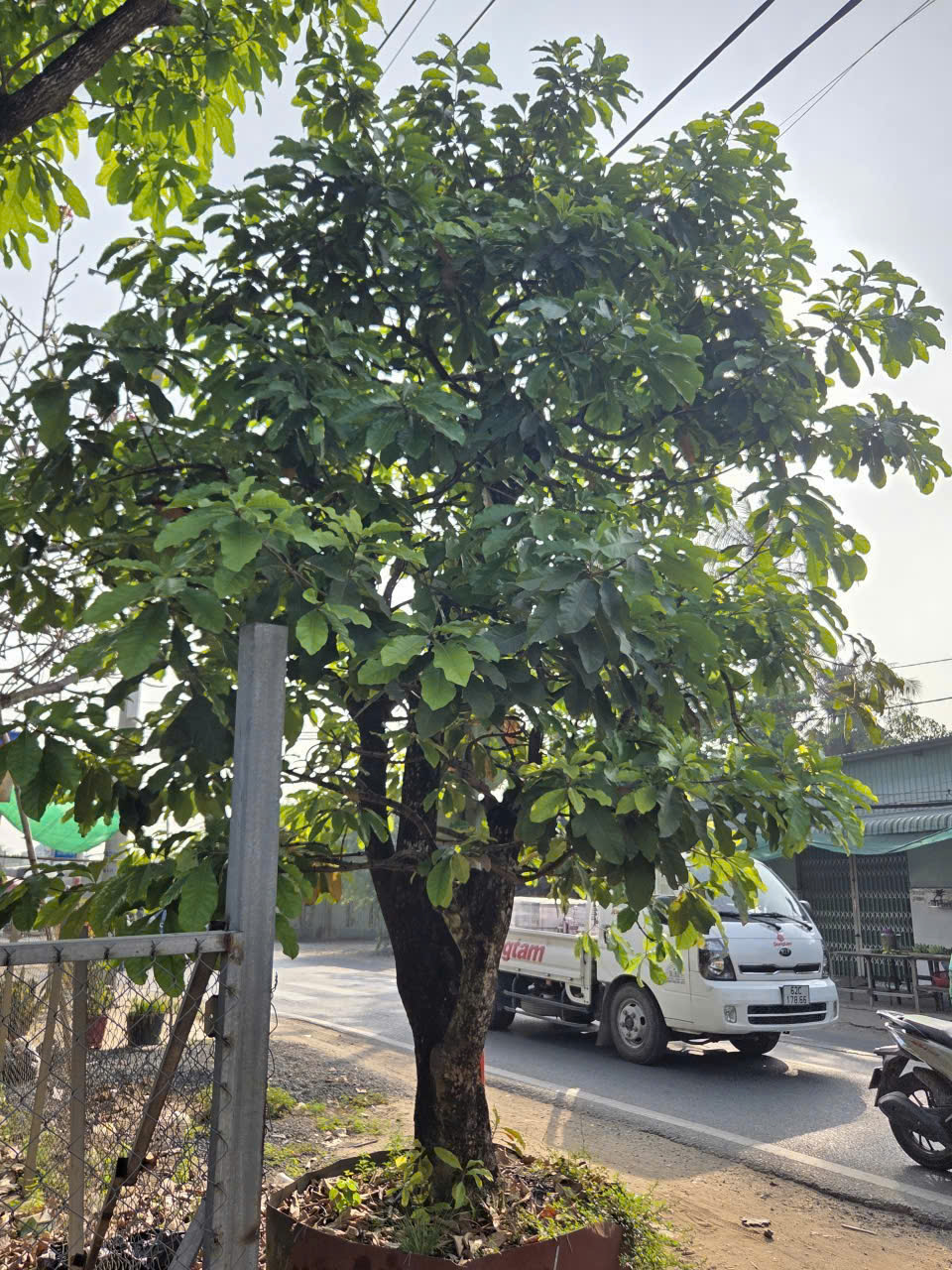 CÂY LỘC VỪNG