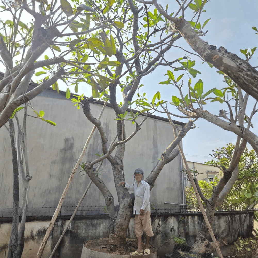 CÂY SỨ ĐẠI