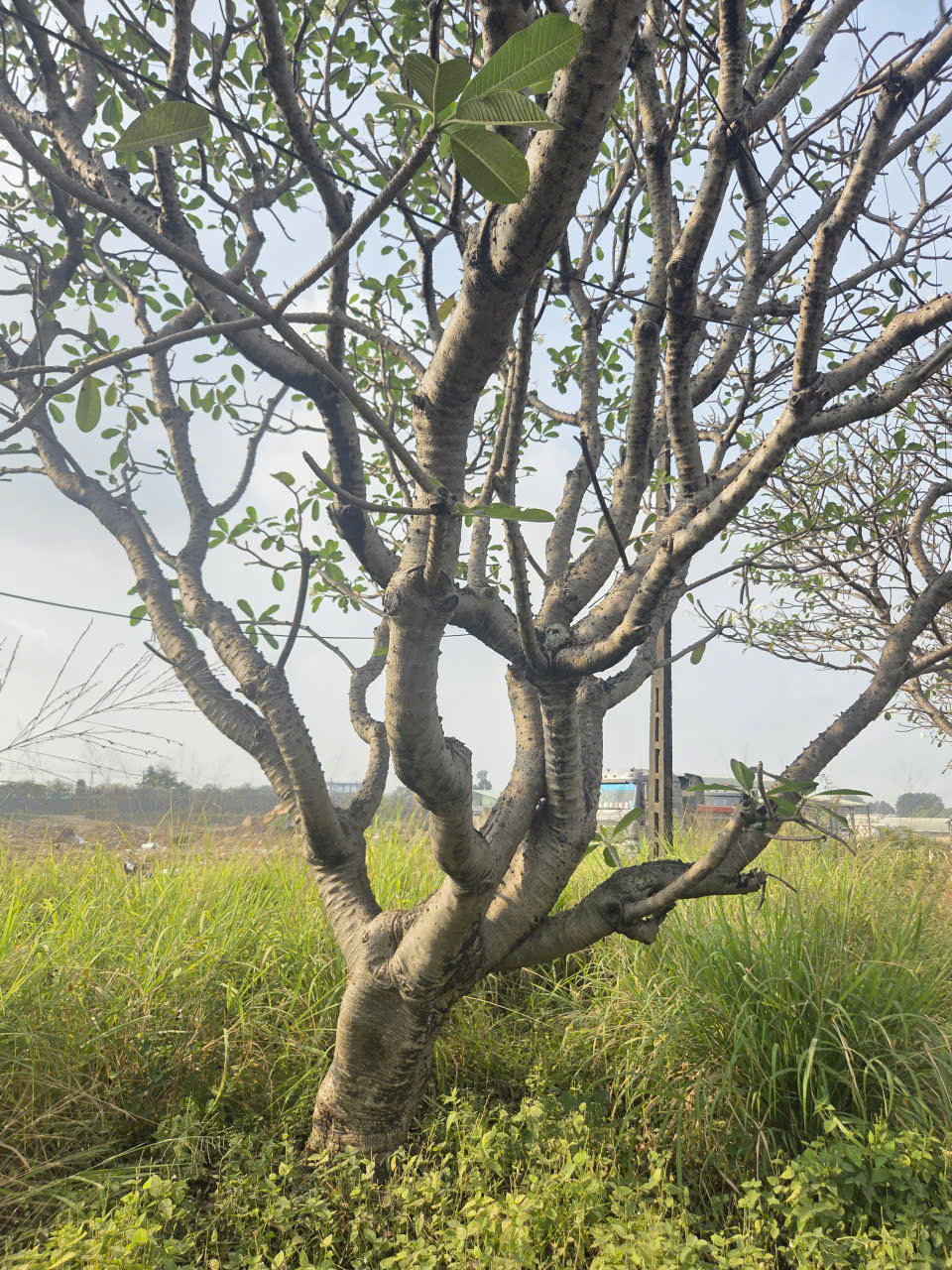 CÂY SỨ ĐẠI