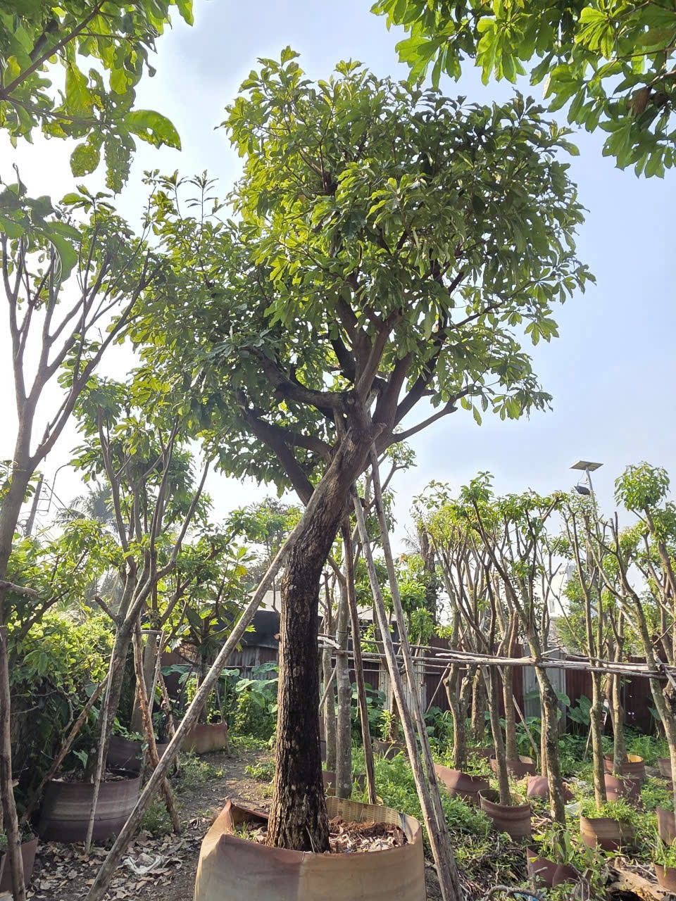CÂY LỘC VỪNG