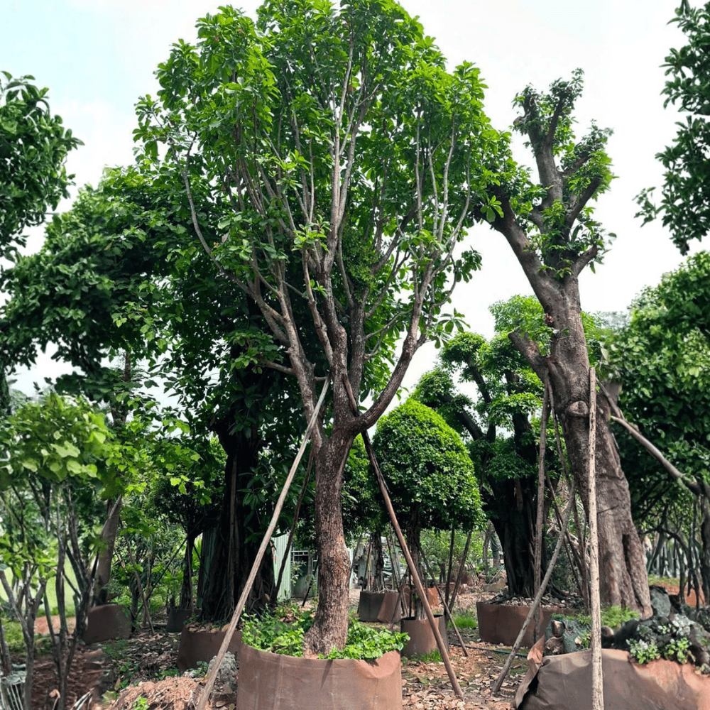CÂY LỘC VỪNG