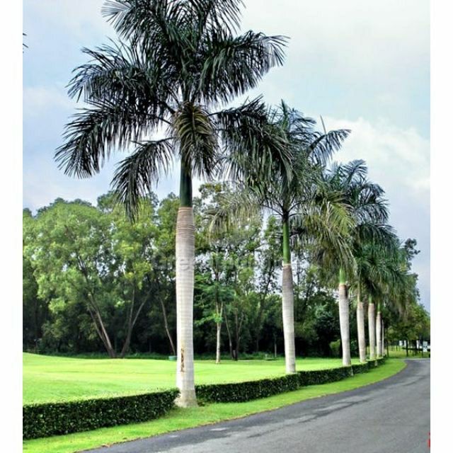 CÂY CAU ĐUÔI CHỒN