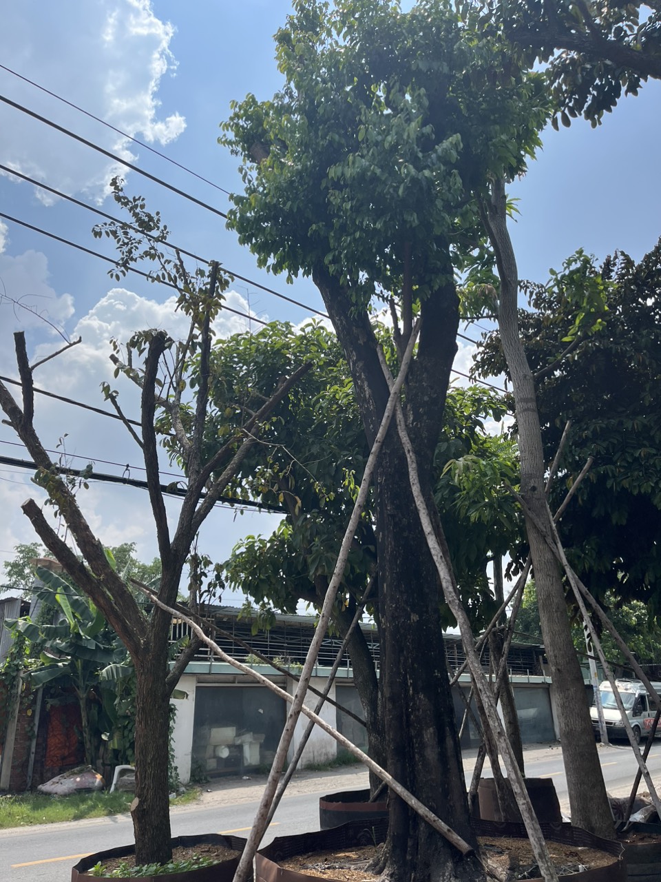 CÂY THỊ