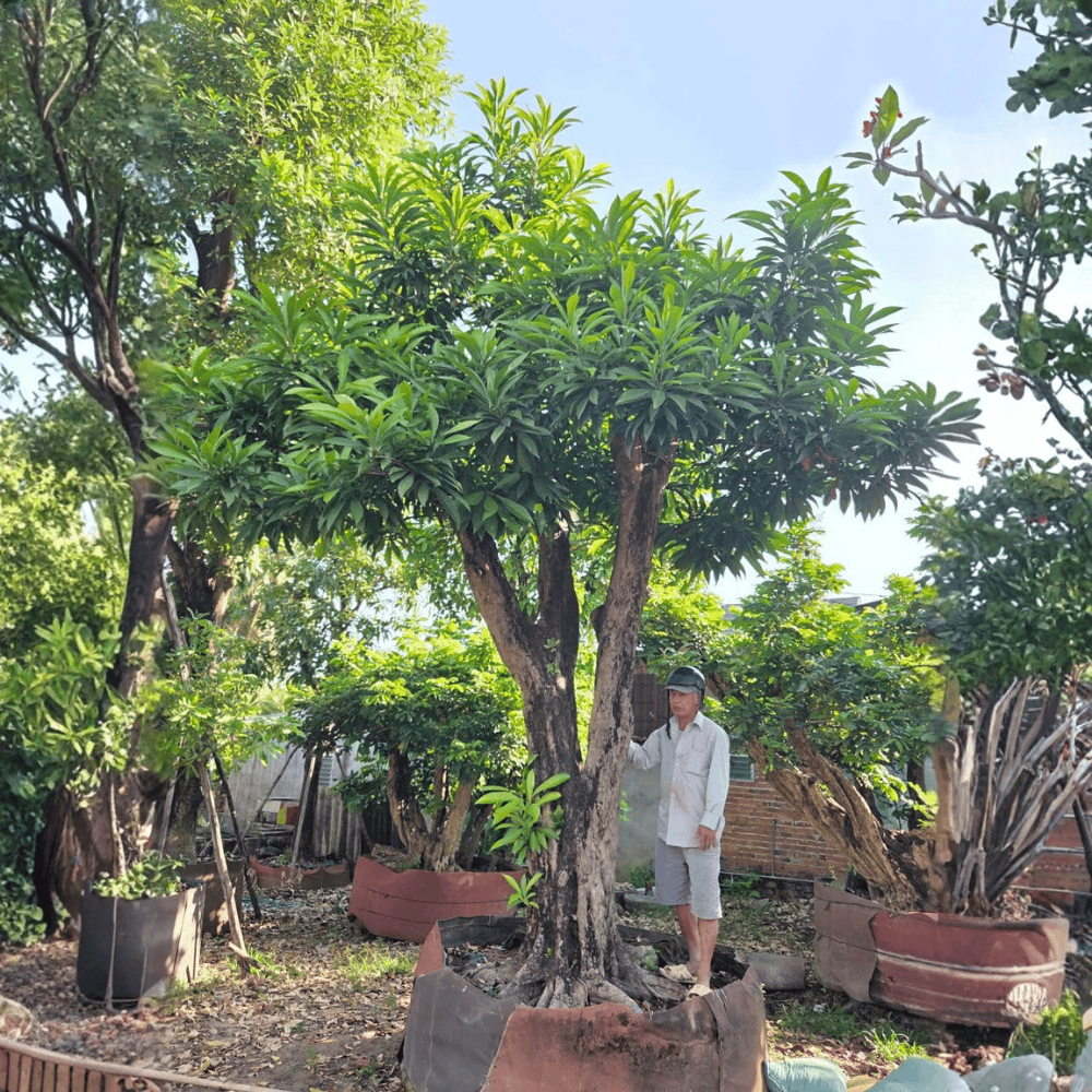 CÂY LEKIMA (CÂY TRỨNG GÀ)