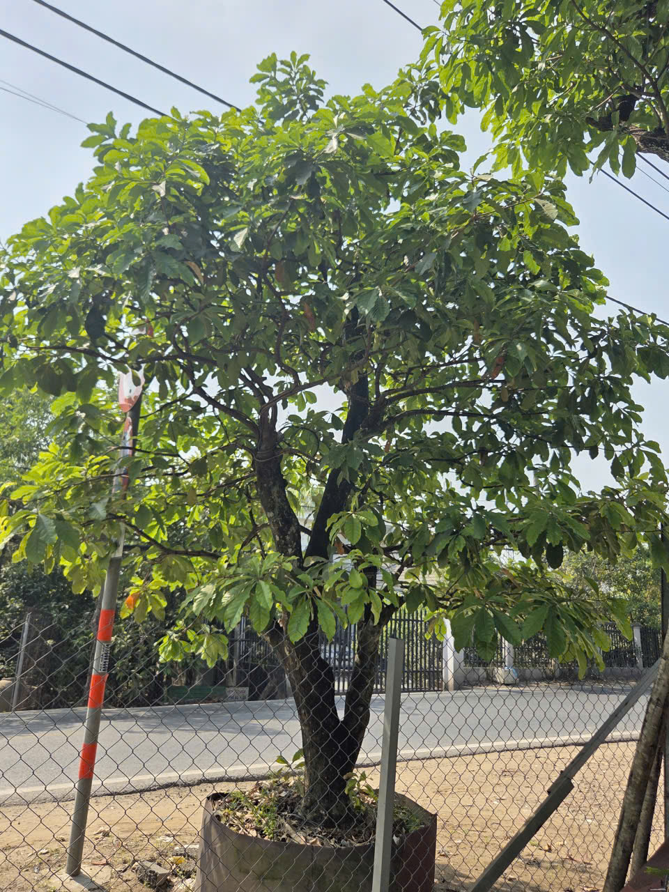 CÂY LỘC VỪNG