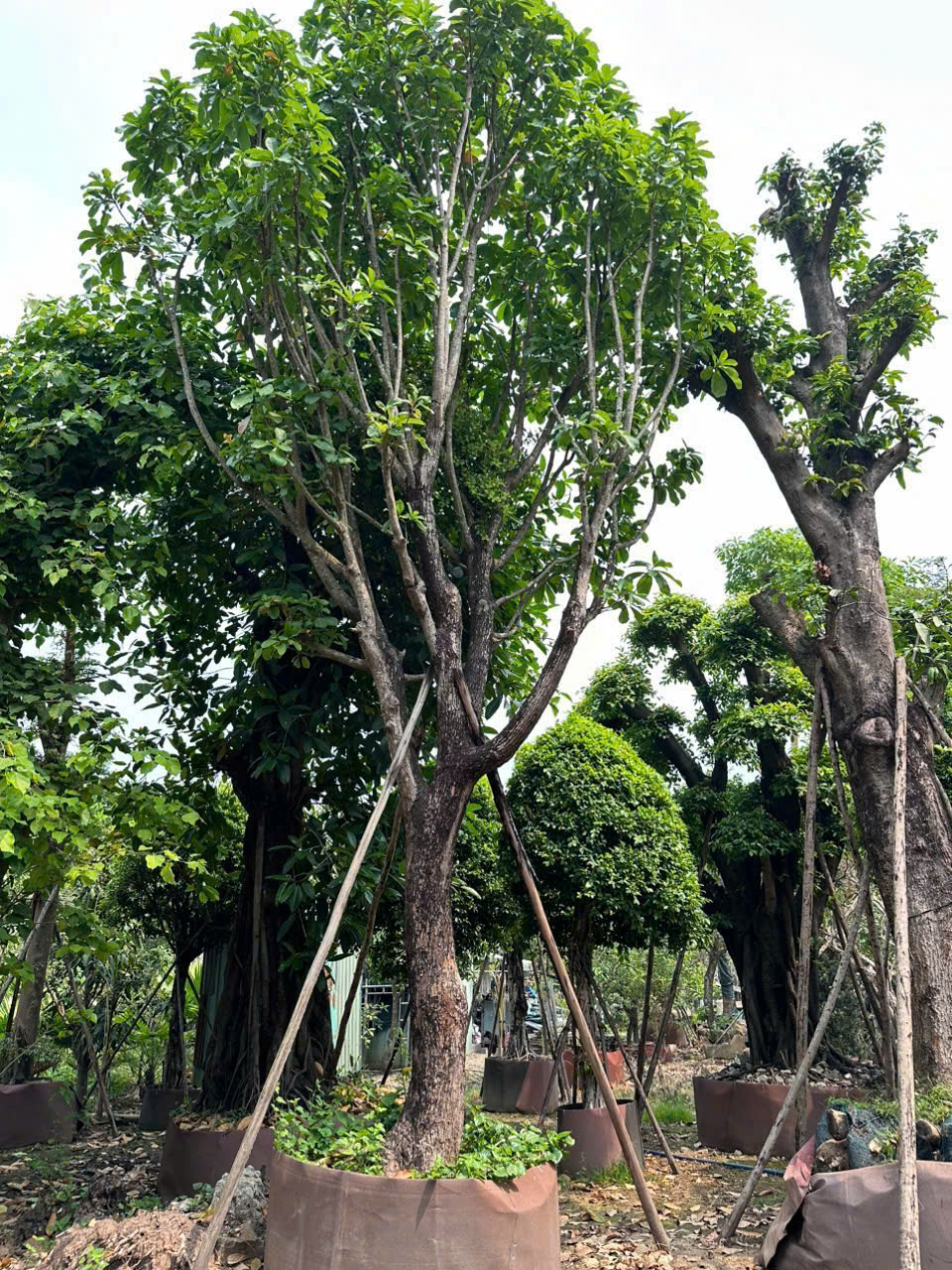 CÂY LỘC VỪNG