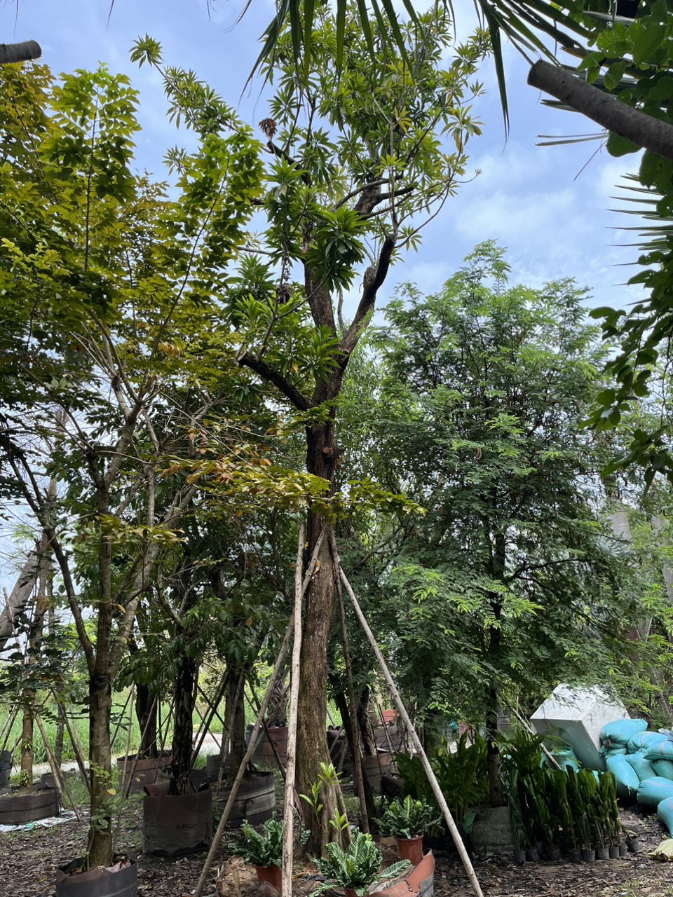 CÂY LEKIMA (CÂY TRỨNG GÀ)