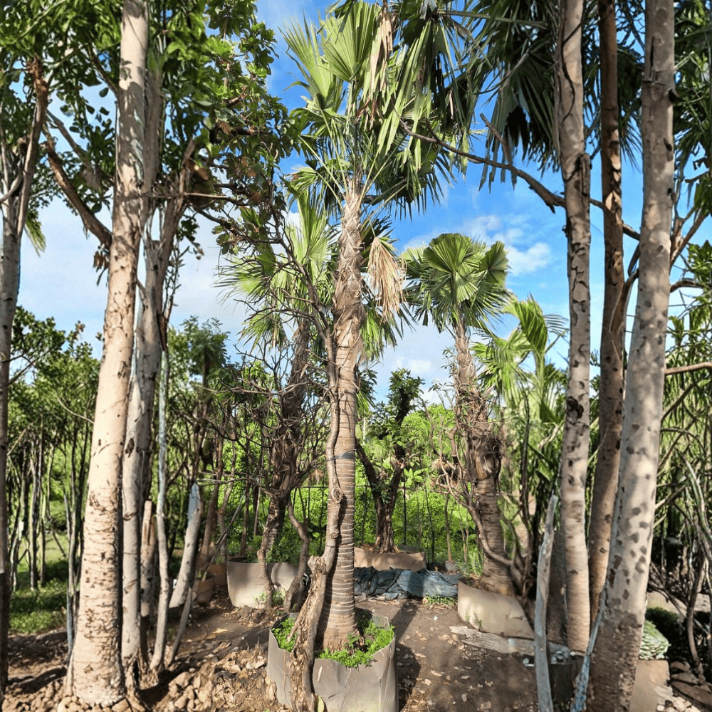 CÂY KÈ ĐỎ