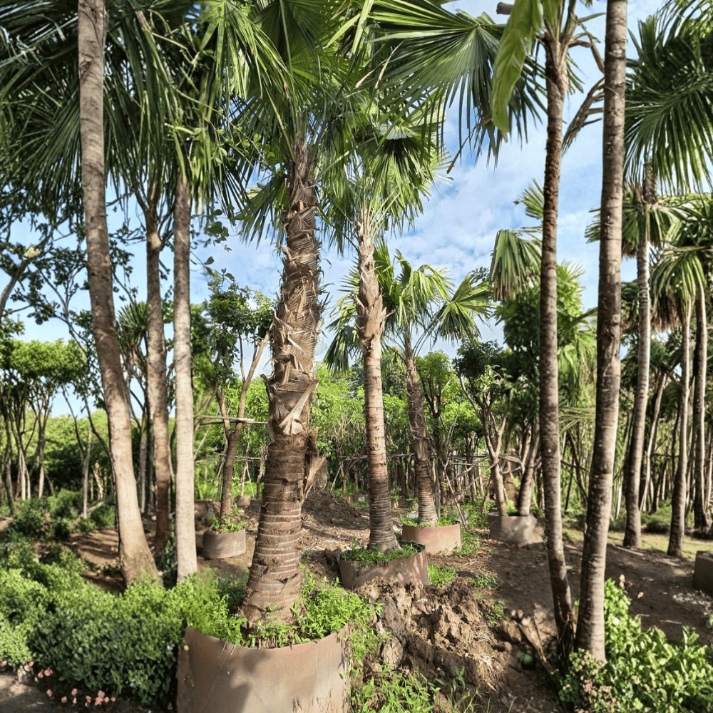 CÂY KÈ ĐỎ