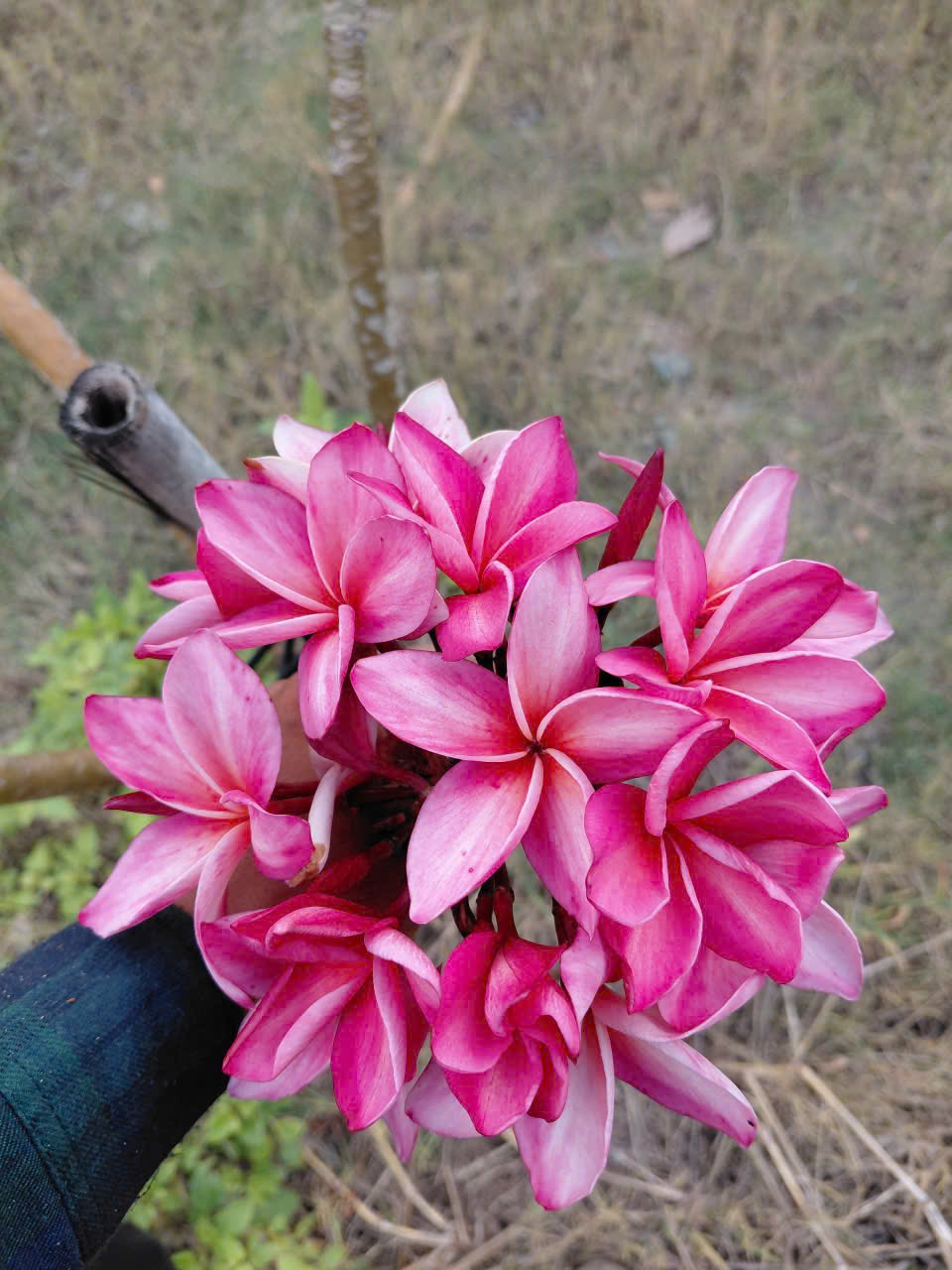 CÂY SỨ ĐẠI