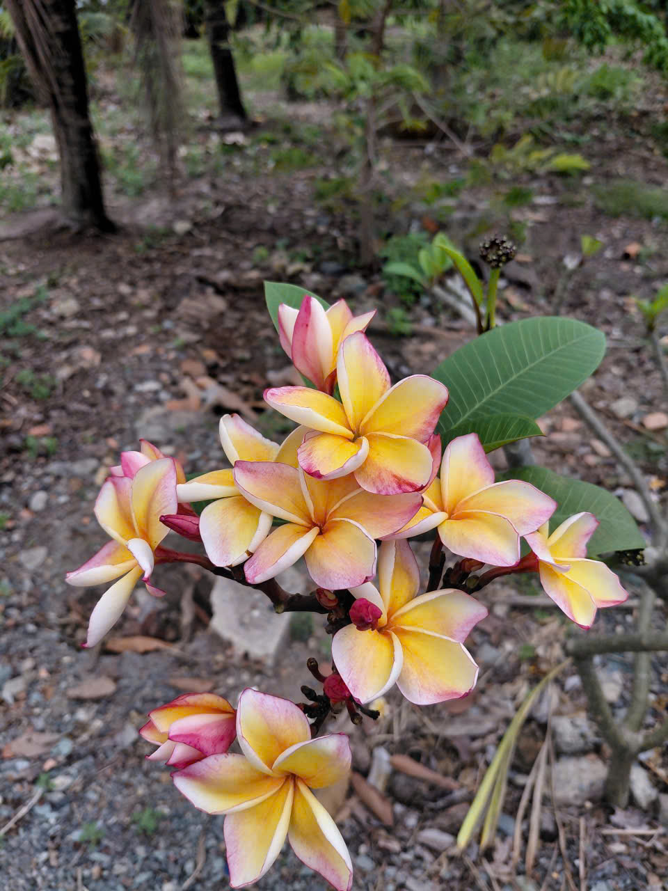 CÂY SỨ ĐẠI