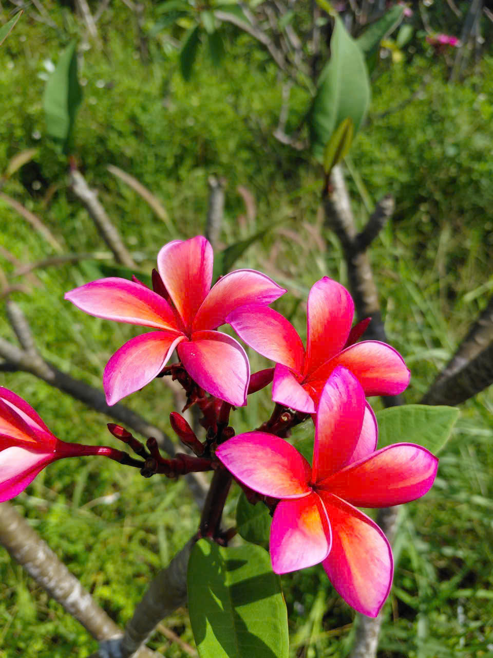 CÂY SỨ ĐẠI
