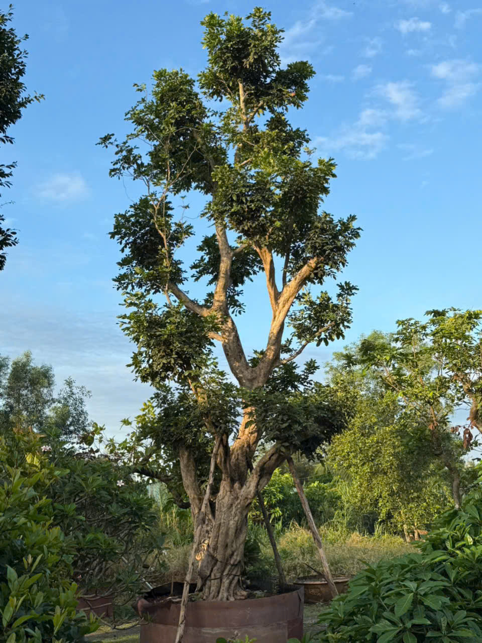 CÂY NHÃN