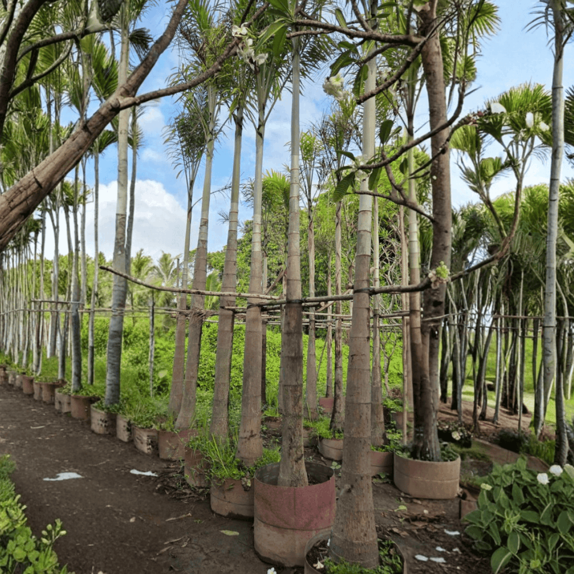 Câu Hỏi Thường Gặp
