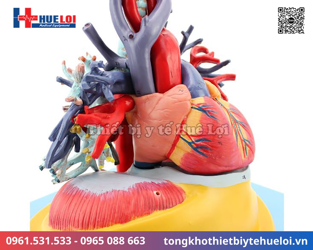 mô hình hệ tuần hoàn tim phổi