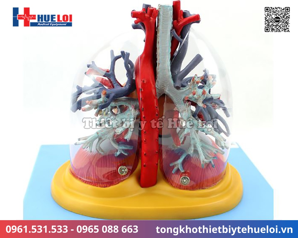 mô hình hệ tuần hoàn tim phổi