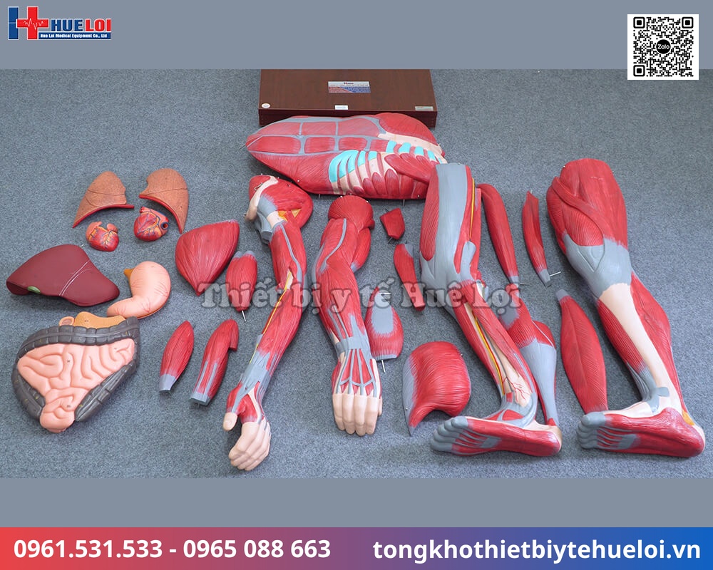 thiết bị giảng dạy giải phẫu