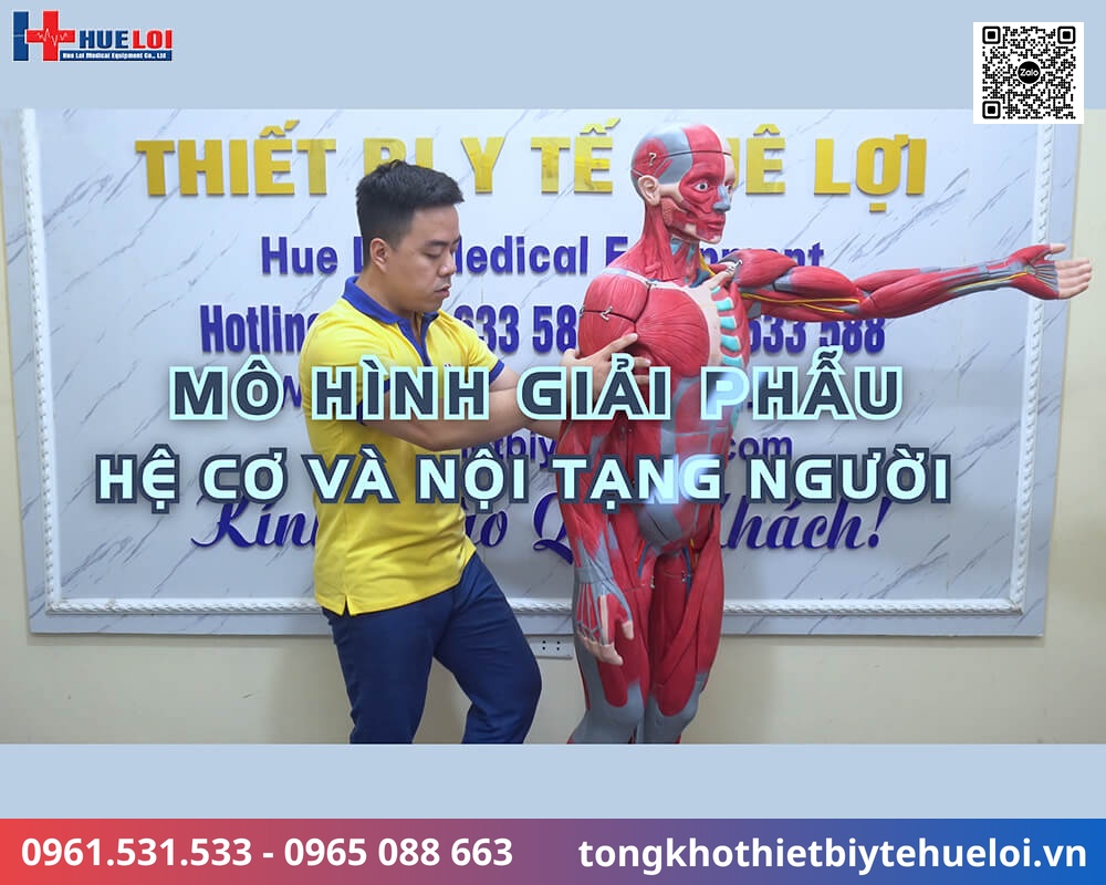 mô hình giải phẫu cơ thể người