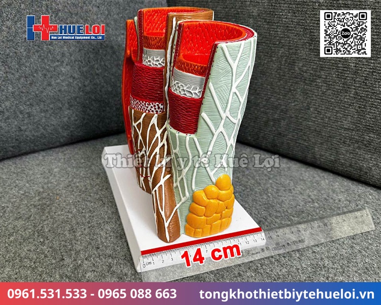 Mô hình giải phẫu các lớp mạch máu