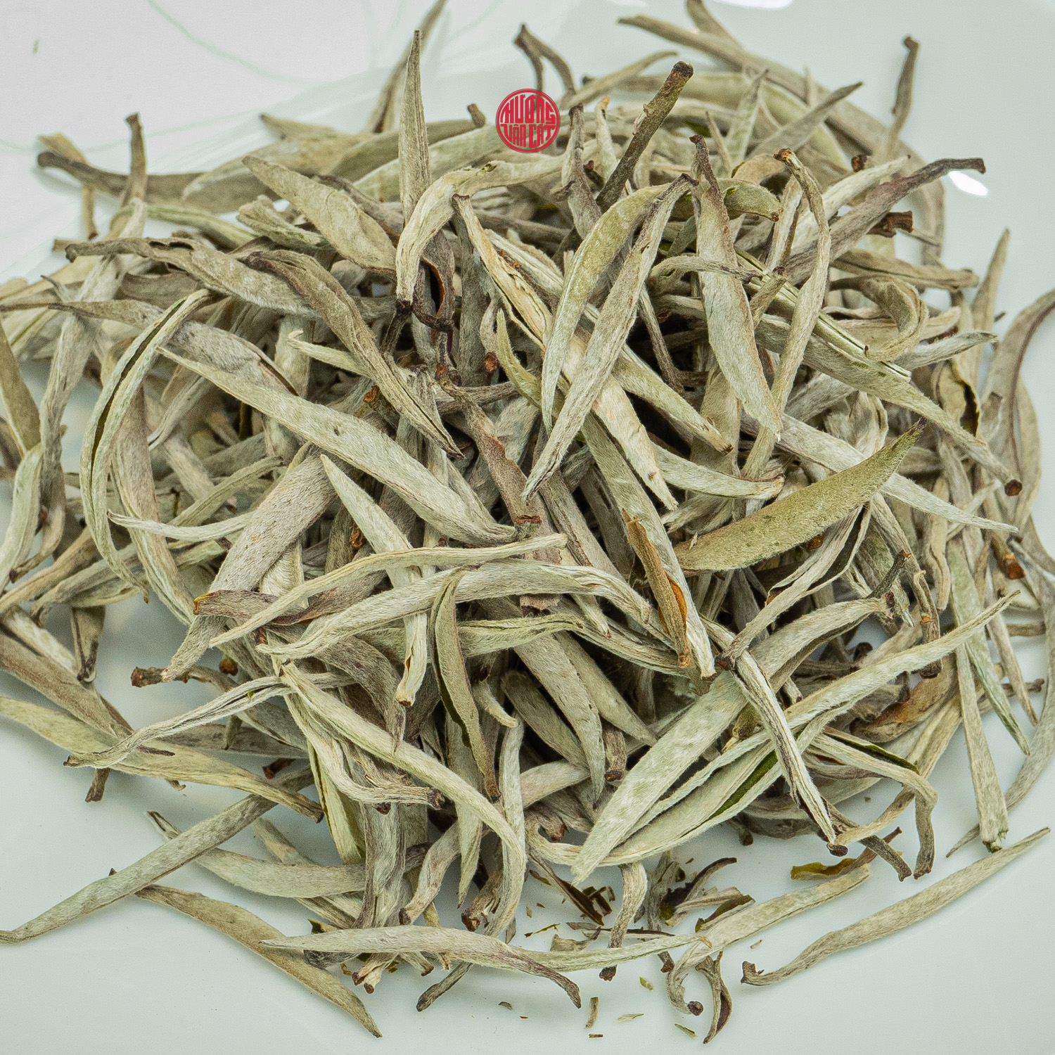 BẠCH TRÀ SHAN TUYẾT CỔ THỤ VỤ XUÂN BÚP TO