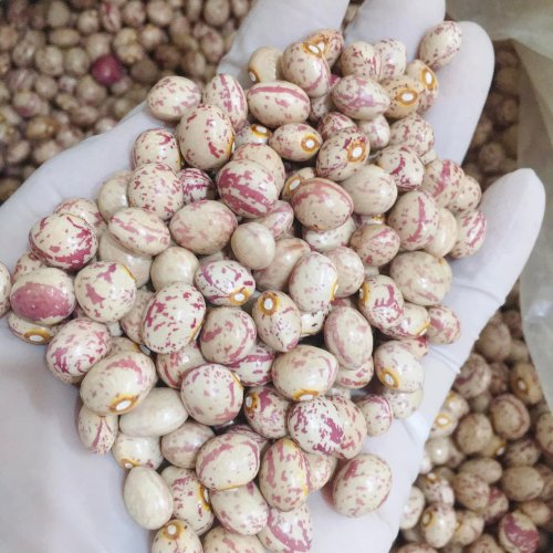 Đậu Cúc Sạch 1kg ( Gói)