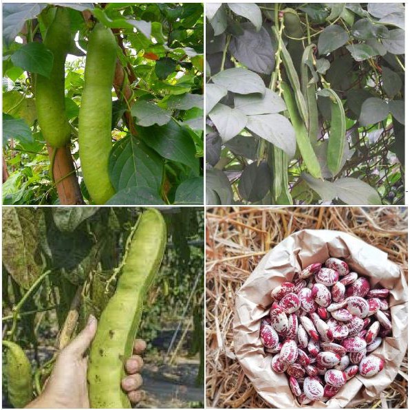 Đậu Ngự Nghệ An 1kg ( Túi)