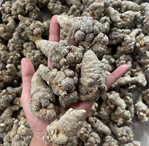 Tam thất Bắc size 24 củ ( loại 1)