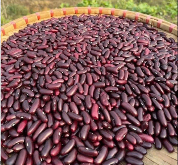Hạt Đậu Thận Đỏ Nghệ An 1kg