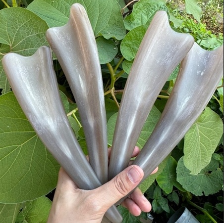 Sừng Trâu Già ( CHÓP ĐỈNH )