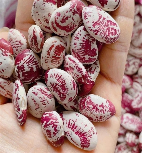 Đậu Ngự Nghệ An 1kg ( Túi)