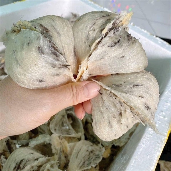 Yến Thô Già Ít Lông 100gr