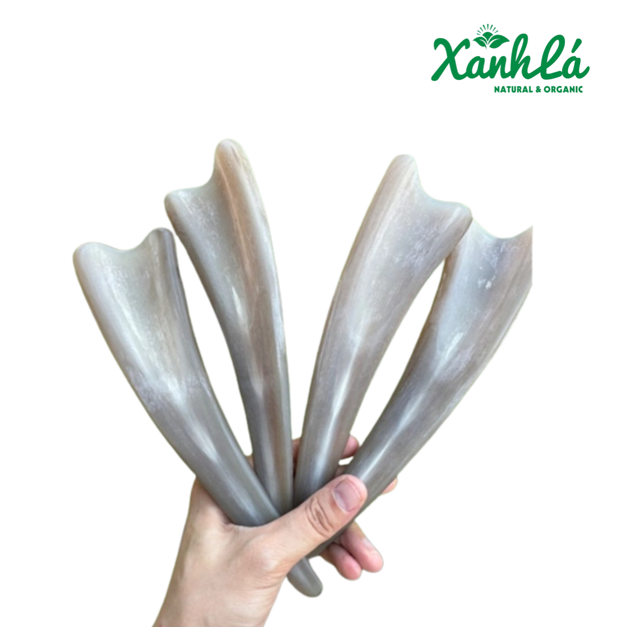 Sừng Trâu Già ( CHÓP ĐỈNH )