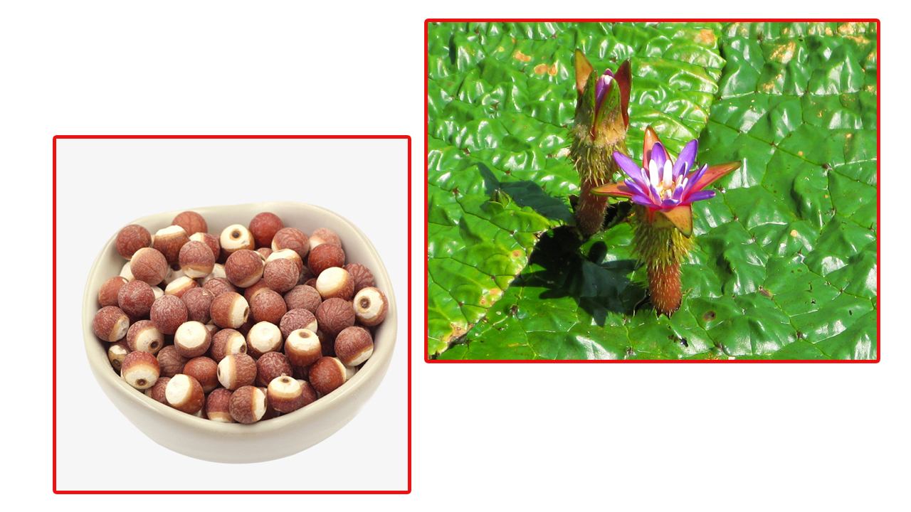 Khiếm Thực Dưỡng Sinh 500gr