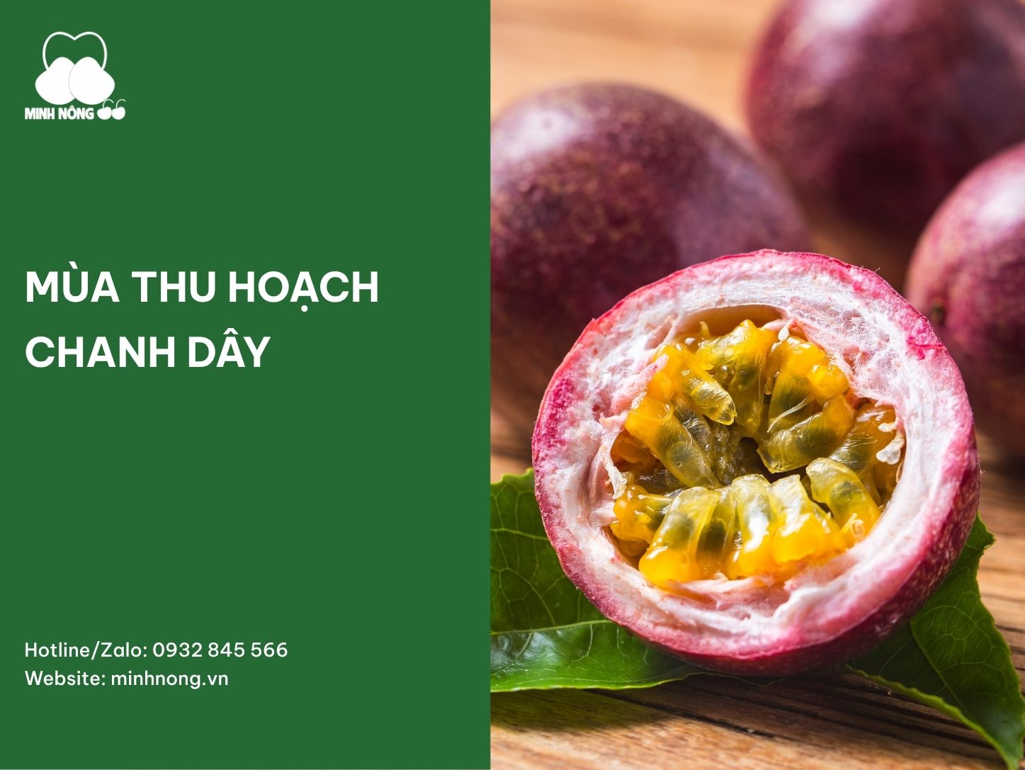 Mùa thu hoạch chanh dây: Thời điểm và dấu hiệu trái chín