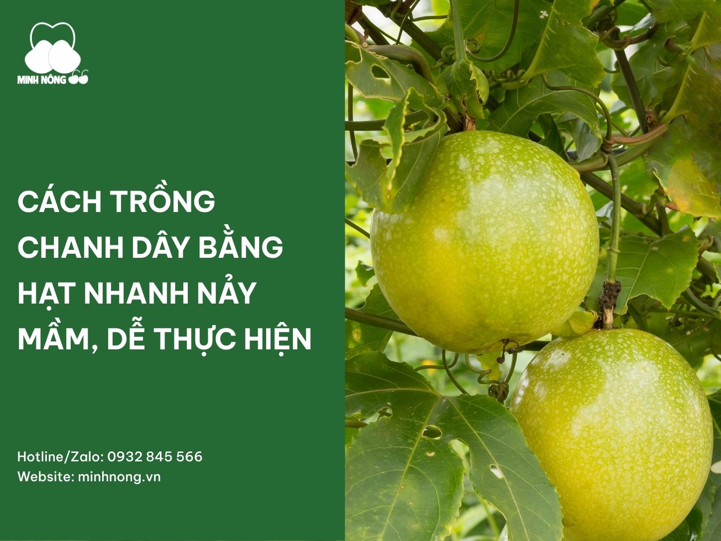 Cách trồng chanh dây bằng hạt nhanh nảy mầm, dễ thực hiện