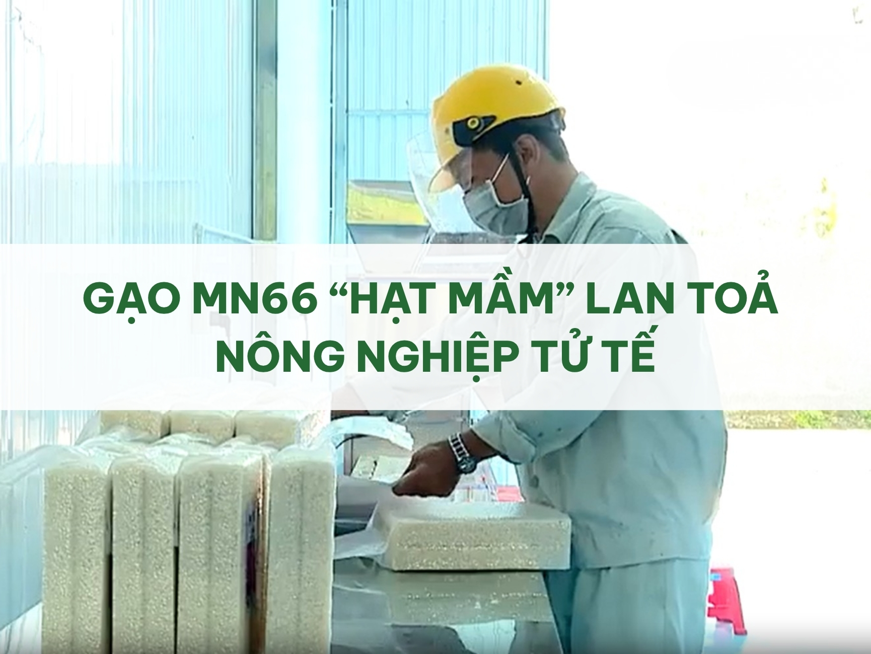 GẠO MN66 “HẠT MẦM” LAN TOẢ NÔNG NGHIỆP TỬ TẾ