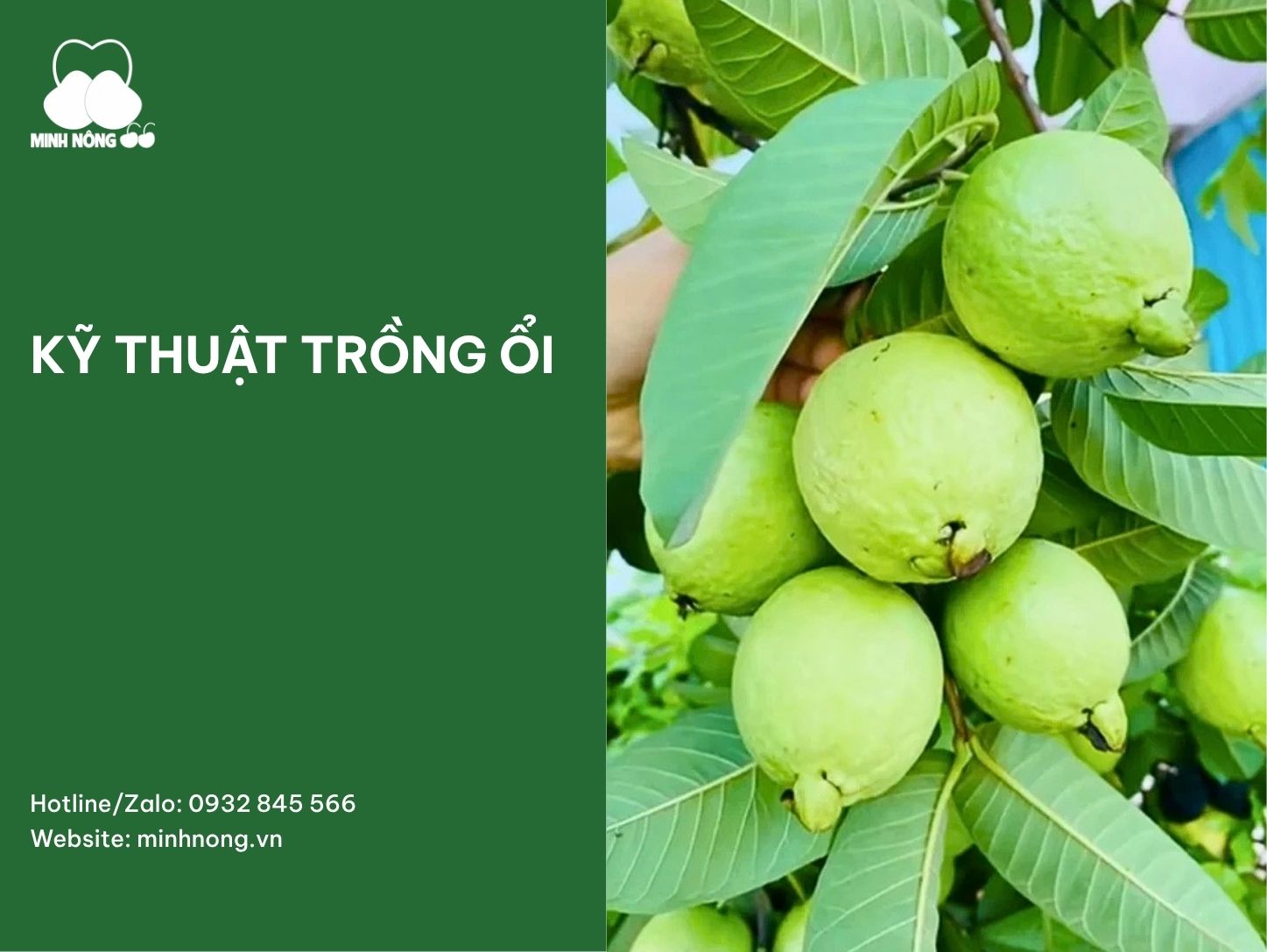 Kỹ thuật trồng ổi đúng cách: Hướng dẫn từ chọn giống đến chăm sóc, thu hoạch