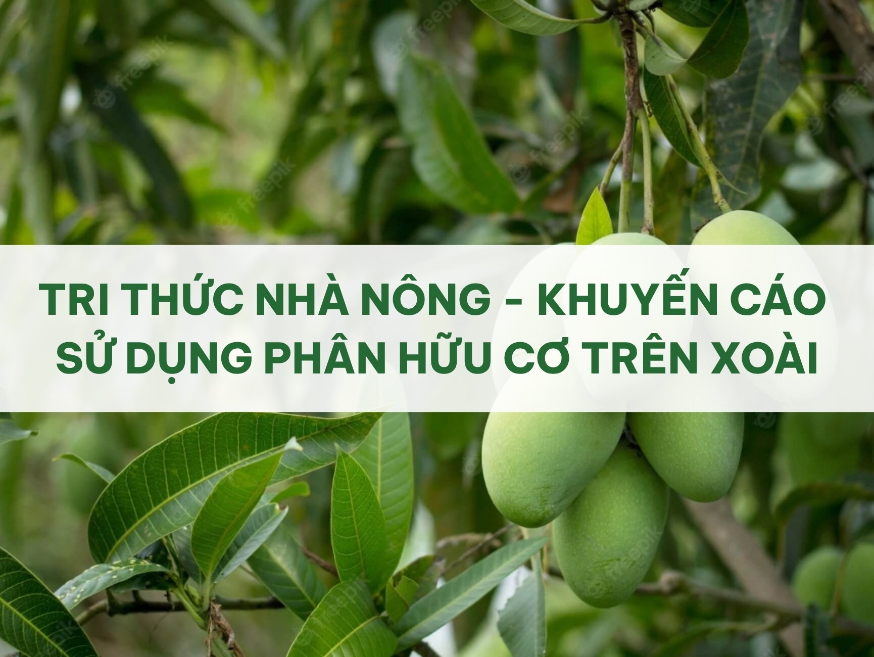 TRI THỨC NHÀ NÔNG - KHUYẾN CÁO SỬ DỤNG PHÂN HỮU CƠ TRÊN XOÀI