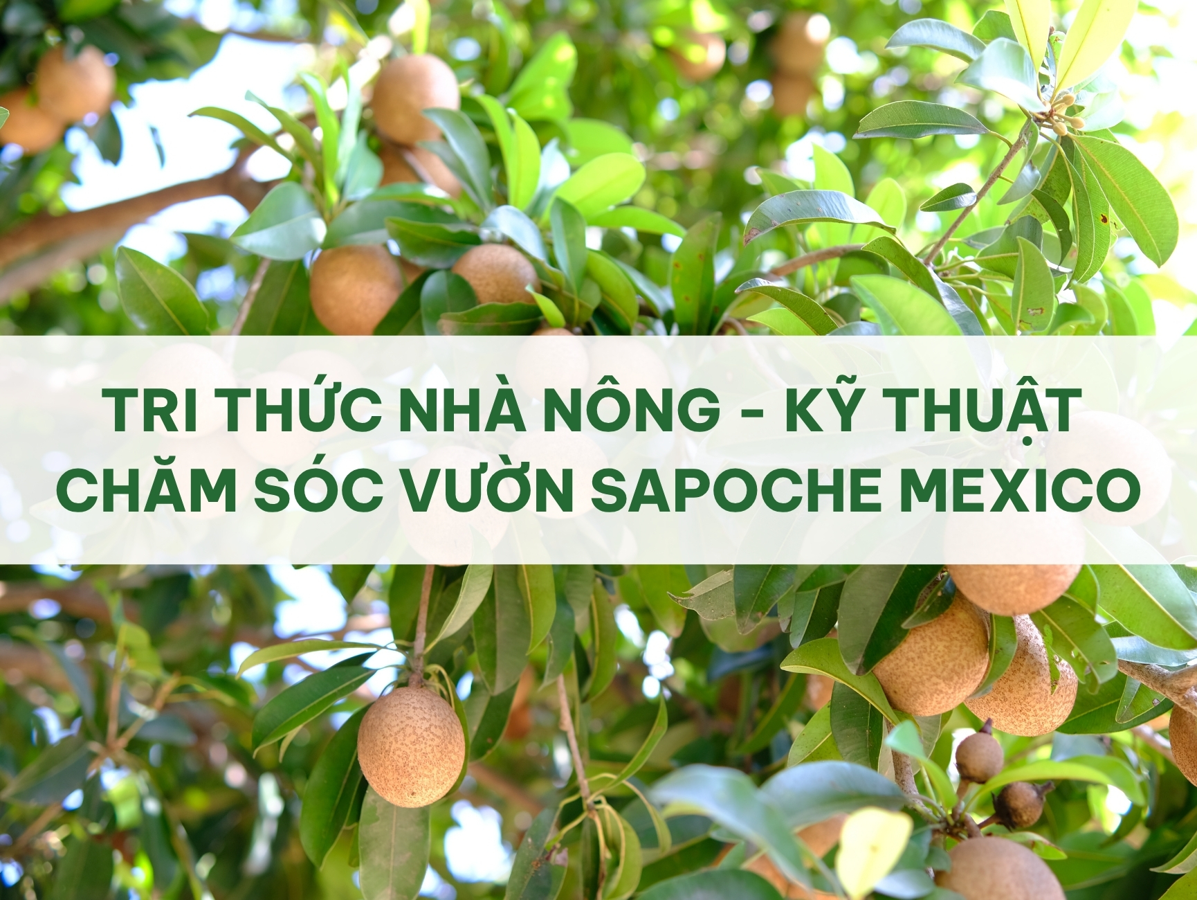 TRI THỨC NHÀ NÔNG - KỸ THUẬT CHĂM SÓC VƯỜN SAPOCHE MEXICO BÀ CON CẦN BIẾT!