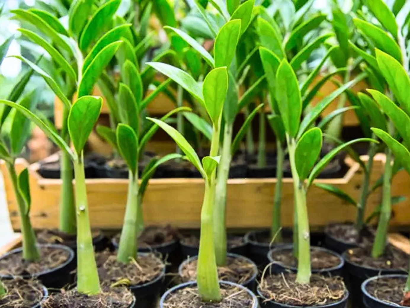 Cách trồng cây kim tiền đúng kỹ thuật, xanh tốt và hợp phong thủy